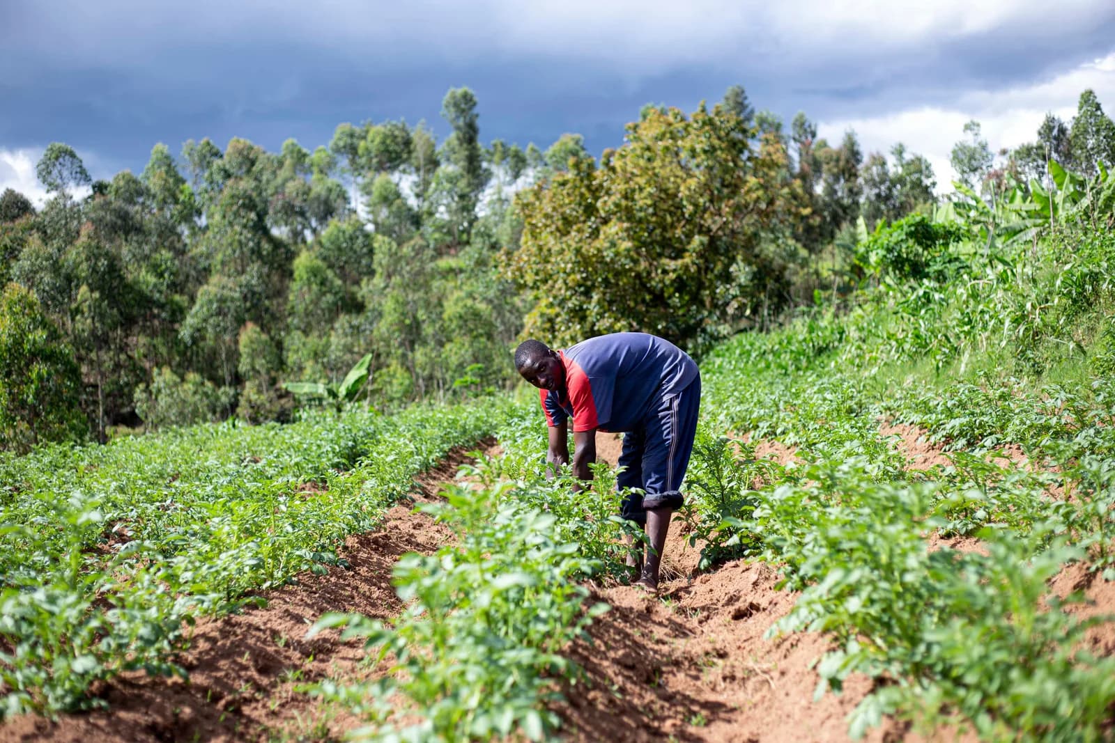 A farmer tending crops in a green field